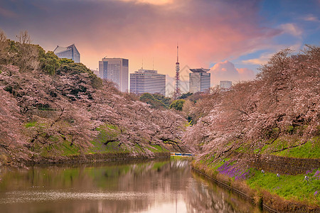 春季的公园与东京的sakura运河风景城市地标旅行日落樱花季节花园旅游图片