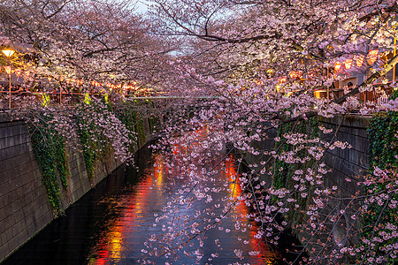 日本东京Meguro运河樱花或樱花季节旅行花园节日公园风景中目旅游天空城市图片
