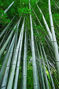 竹林木头花园植物热带生长叶子树林森林丛林绿色图片