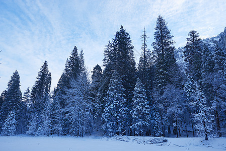 Yosemite 冬季风景国家森林旅游天空黑色松树公园白色岩石图片