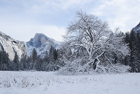 Yosemite 冬季白色旅游环境松树榆树草地风景国家公园森林图片