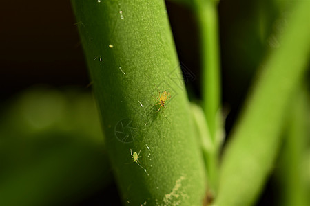 绿虫在一朵花的尾随上 作为近距离接近图片