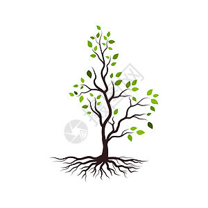 树枝矢量设计漩涡藤蔓树干生长树叶植物木头分支机构植物群鸽子图片