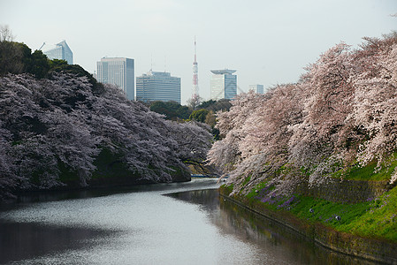 千鸟之渊鸟谷蓝色粉色季节公园旅行樱花节日地标风景天空背景