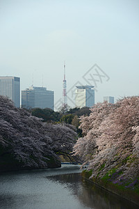 鸟谷公园樱花粉色旅行季节风景节日蓝色地标天空图片