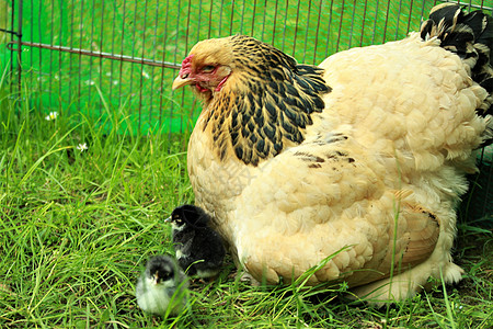 一个棕色和黑黑色的母鸡 和她的小鸡对着绿背景紧紧闭图片