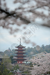 岛遗产寺庙地标神道宝塔宗教樱花旅行旅游神社图片