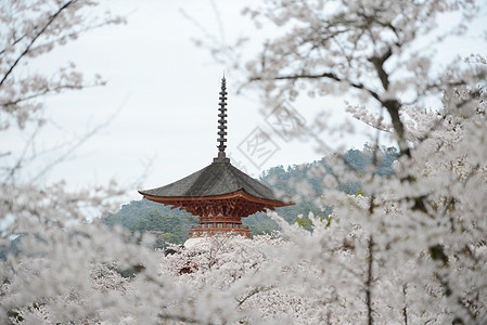 岛遗产樱花神道宝塔寺庙旅游建筑学宗教地标旅行图片