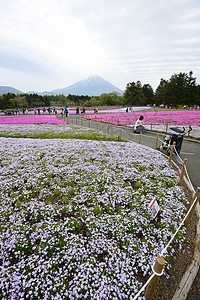 粉红苔草芝樱天空风景公吨公园蓝色地标苔藓旅行场地图片