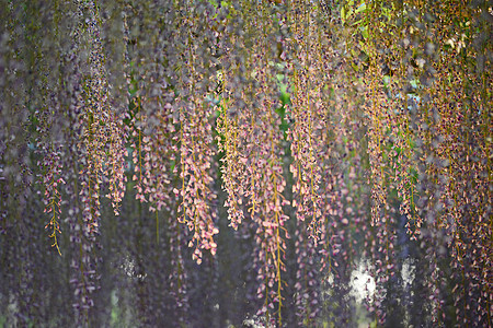 日本的维斯特利亚公园旅行风景植物地标粉色花园紫色花朵足利图片