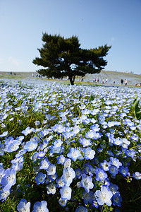 蛋白质开花旅游花园蓝色爬坡旅行季节观光风景白色天空图片