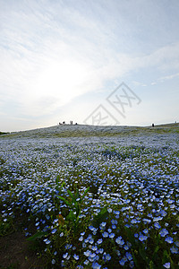 蛋白质开花花园天空白色观光植物爬坡蓝色旅游季节风景图片