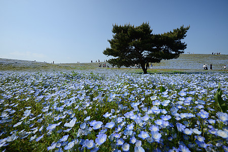 蛋白质开花旅游天空花园蓝色风景旅行爬坡观光场地植物图片