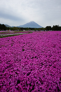 粉红苔草天空公吨蓝色地标公园节日场地樱花季节苔藓图片