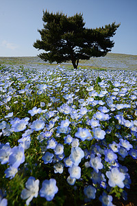 蛋白质开花蓝色花园白色旅游天空旅行季节观光爬坡场地图片