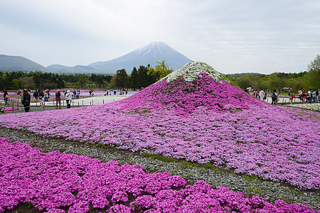 粉红苔草旅行地标苔藓风景公园公吨天空芝樱樱花场地图片