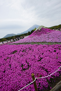 粉红苔草樱花蓝色地标风景天空场地节日公吨公园芝樱图片