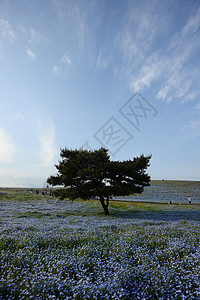 蛋白质开花季节旅行观光花园蓝色风景白色旅游天空爬坡图片