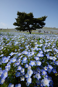 蛋白质开花花园风景蓝色天空白色观光爬坡旅行场地季节图片