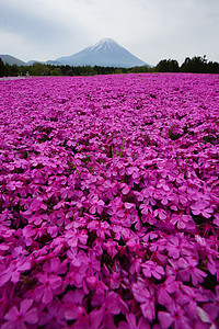 粉红苔草场地公吨旅行蓝色苔藓节日季节公园地标天空图片