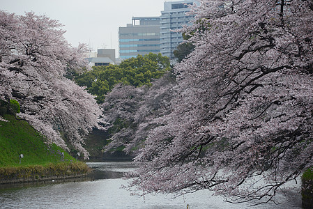 鸟谷旅行天空风景樱花季节蓝色节日粉色地标公园图片