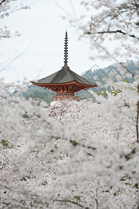 岛宝塔旅游建筑学遗产宗教寺庙神道地标神社樱花图片