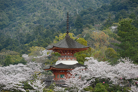 岛建筑学神社旅行寺庙宗教地标旅游樱花宝塔神道图片