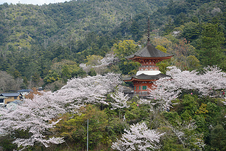 岛神社遗产地标建筑学旅行宗教神道樱花寺庙宝塔图片