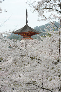 岛宝塔旅行神社寺庙地标宗教樱花神道旅游建筑学图片