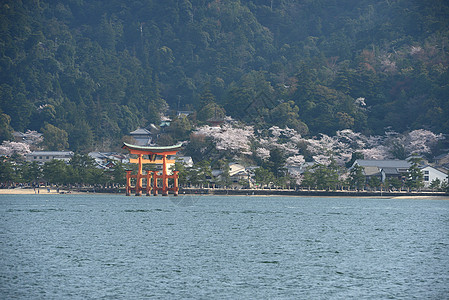 岛历史性神社海岸世界宗教寺庙旅行建筑学遗产樱花图片