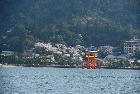 岛樱花世界遗产橙子寺庙神道历史性建筑学旅行地标图片