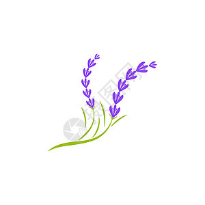 它制作图案薰衣草花矢量图标植物群芳香疗法艺术紫色香水植物花店紫丁香草药图片