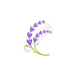 它制作图案薰衣草花矢量图标艺术草药温泉疗法绘画叶子芳香香水植物植物群图片
