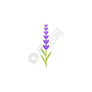 它制作图案薰衣草花矢量图标紫色插图花店绘画紫丁香植物群叶子香水标识草本植物图片