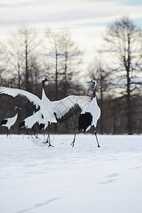 日本起重机荒野红冠鸟类白色动物红色季节野生动物黑色夫妻图片
