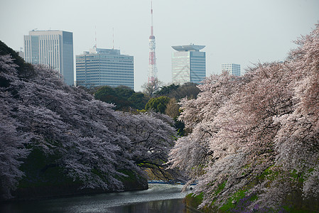 鸟谷蓝色天空节日樱花粉色地标风景旅行季节公园图片