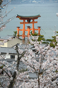 岛海岸神社橙子旅行樱花地标历史性宗教建筑学神道图片