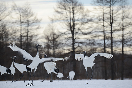 日本起重机荒野白色夫妻鸟类红冠动物黑色野生动物红色舞蹈图片