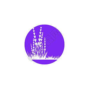 它制作图案薰衣草花矢量图标插图绘画艺术花园紫色植物群芳香标识叶子草药图片