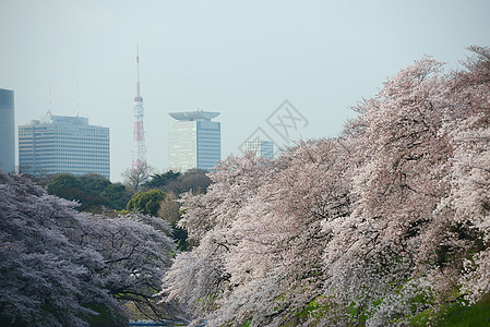 鸟谷樱花公园蓝色粉色节日天空季节地标风景旅行图片