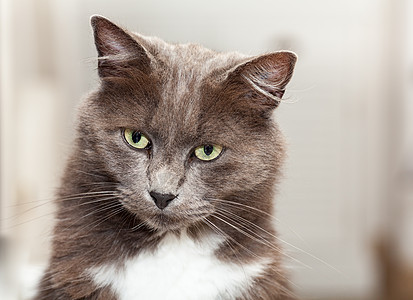 长头发和黄眼睛的漂亮金发猫的肖像蓝色猫咪小猫宠物毛皮哺乳动物猫科动物动物羊毛图片