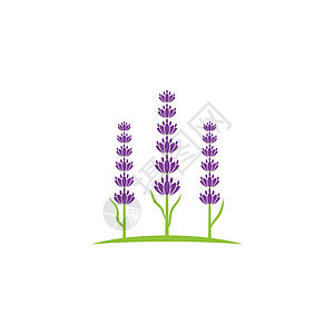 它制作图案薰衣草花矢量图标紫丁香芳香香水植物花园植物群叶子标识草本植物花店图片