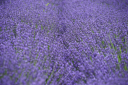 淡紫地香气场地野花植物季节绿色紫色农场草本花园图片