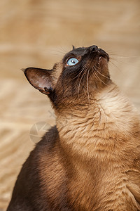一只美丽的蓝眼睛的可爱西阿米斯养猫肖像黑色头发蓝色哺乳动物毛皮猫咪面具大眼睛宠物白色图片