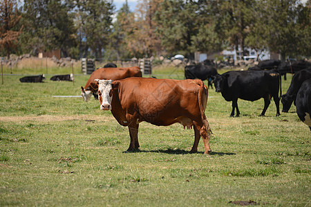 农场里的牲畜农村草地奶制品绿色风景奶牛牧场场地家畜哺乳动物图片