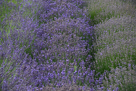 淡紫地绿色香味香气季节香水野花草本花园紫色农场图片