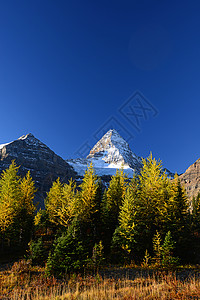 秋天的山地景顶峰公园荒野叶子首脑季节黄色冰川阳光图片