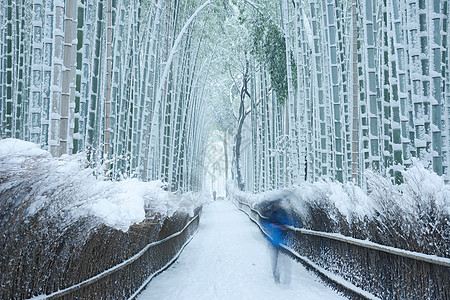 雪中竹木林竹子绿色冻结花园旅游植物地标白色图片