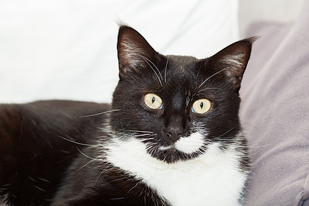 一只长着黄眼睛的可爱黑白长毛猫的肖像白色头发眼睛黑色哺乳动物虎斑黄色猫科动物毛皮动物图片