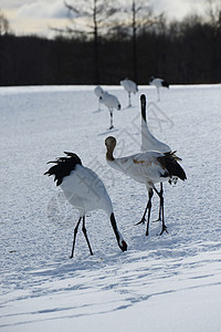 日本起重机黑色夫妻红色动物鸟类野生动物季节荒野红冠白色图片